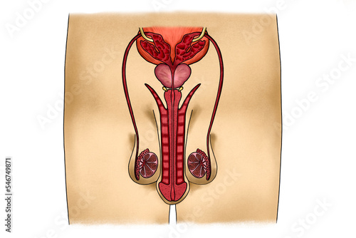 Male reproductive system with different tissues in a body photo