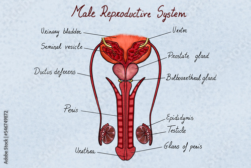 Anatomy of a male reproductive system illustration, labelled parts photo