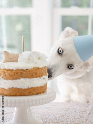 Dog celebrating its first birthday photo