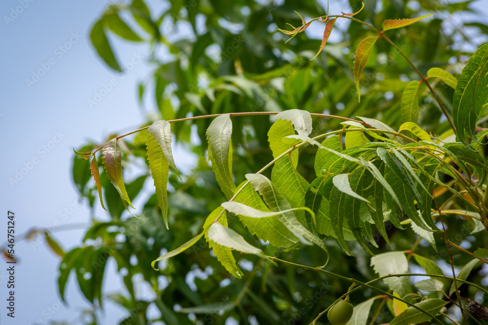 A branch of neem tree leaves. Natural Medicine. A branch of neem tree leaves. Natural Medicine.