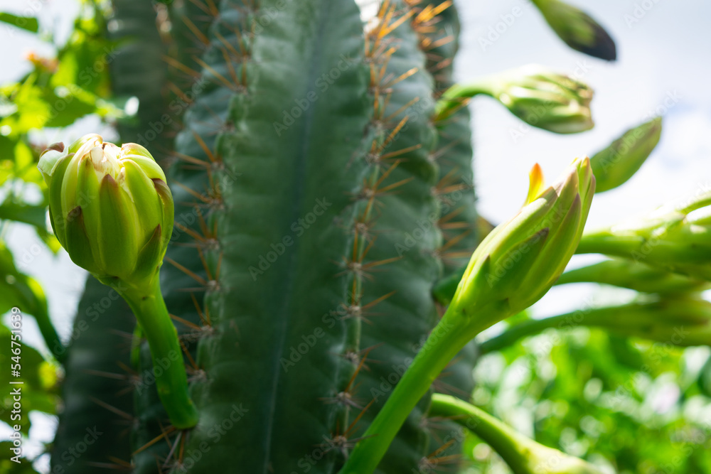 The White Cactus Flower Blooming in The Garden The White Cactus Flower Blooming in The Garden