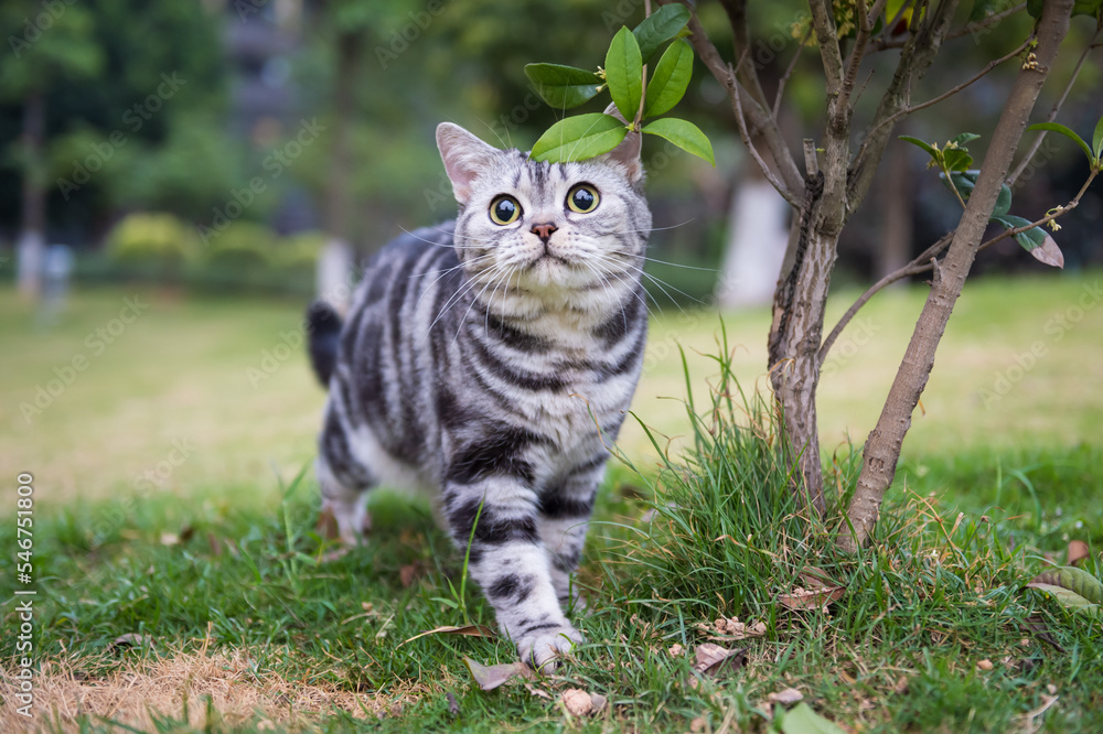 American Shorthair cat playing in the grass American Shorthair cat playing in the grass