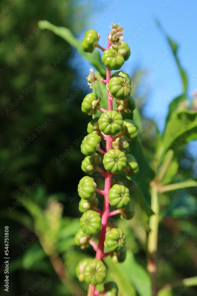 Phytolacca plant on blue sky background Phytolacca plant on blue sky background