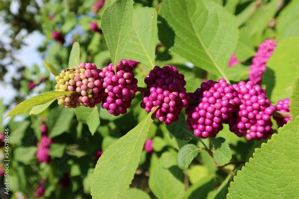 Callicarpa berries on a bush on green leafs background in Florida nature, closeup