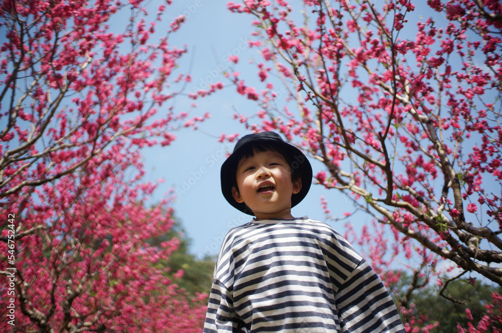 Cute little Asian boy playing under the peach tree Cute little Asian boy playing under the peach tree