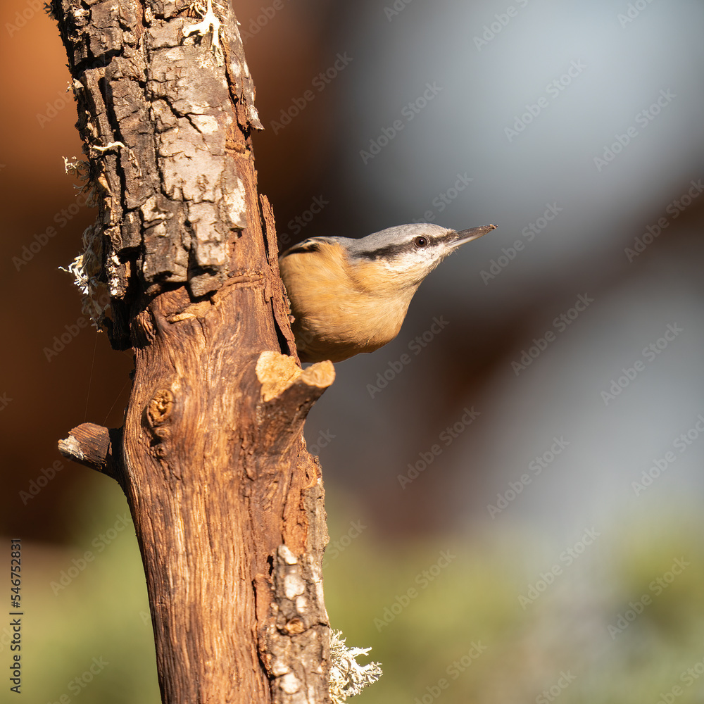 Eurasian Nuthatch  