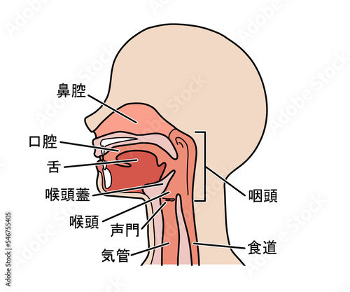 喉の断面図（文字あり）