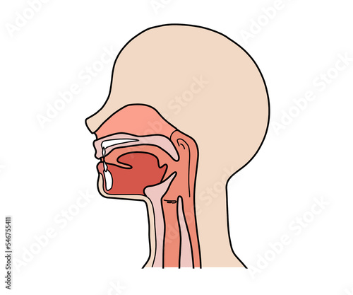 喉の断面図（文字なし）
