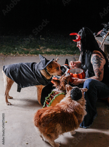 costumed dogs ask for treats for Halloween