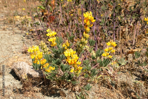 Yellow Lupine plant in bloom in the East Bay Hills of Northern California