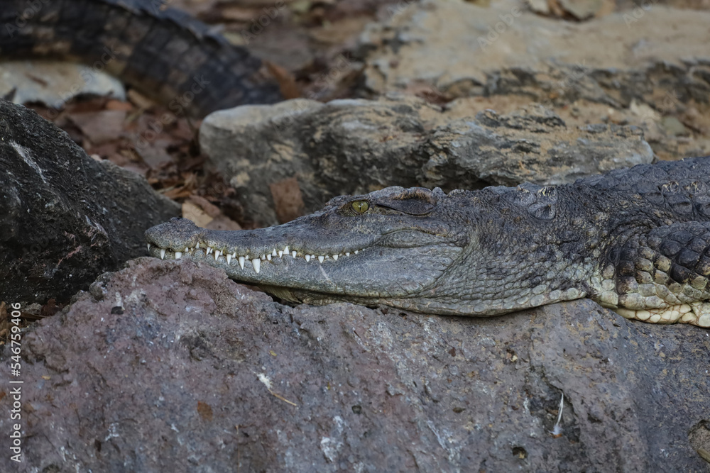 Obraz premium Close up crocodile head in garden