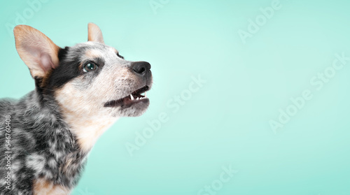 Cute puppy with blue background. Side profile of curios puppy dog standing with mouth open while looking up. Blue heeler puppy or Australian cattle dog. Selective focus. Colored background.