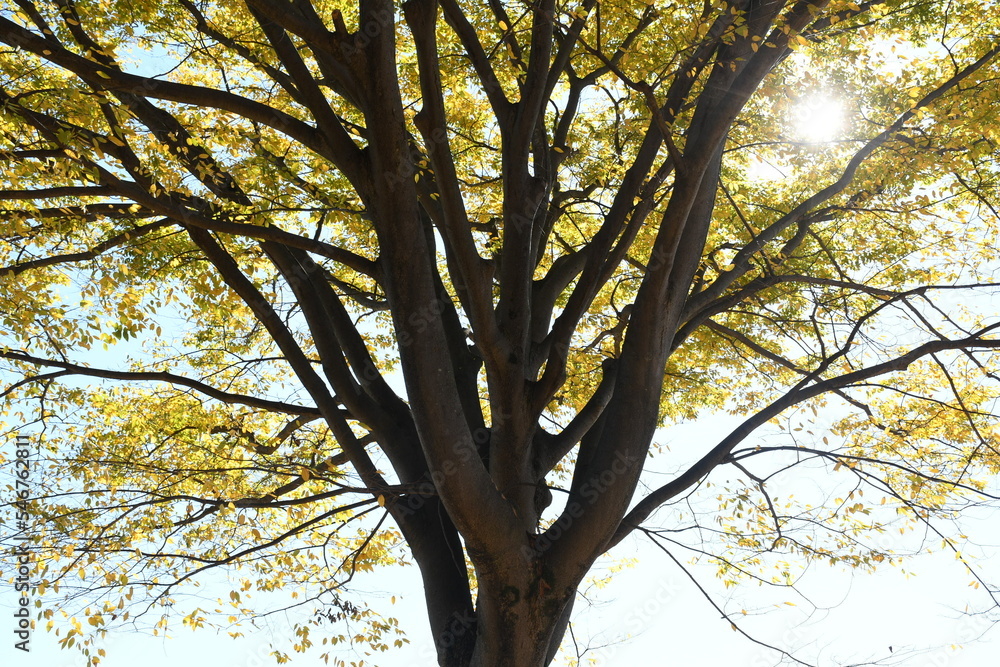 Fototapeta premium tree in autumn
