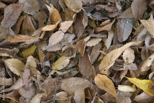 leaves in the autumn
