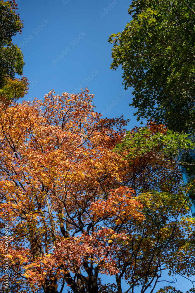 Early Autumn in Down town district of Shinagawa, Tokyo with green and eco designed city.