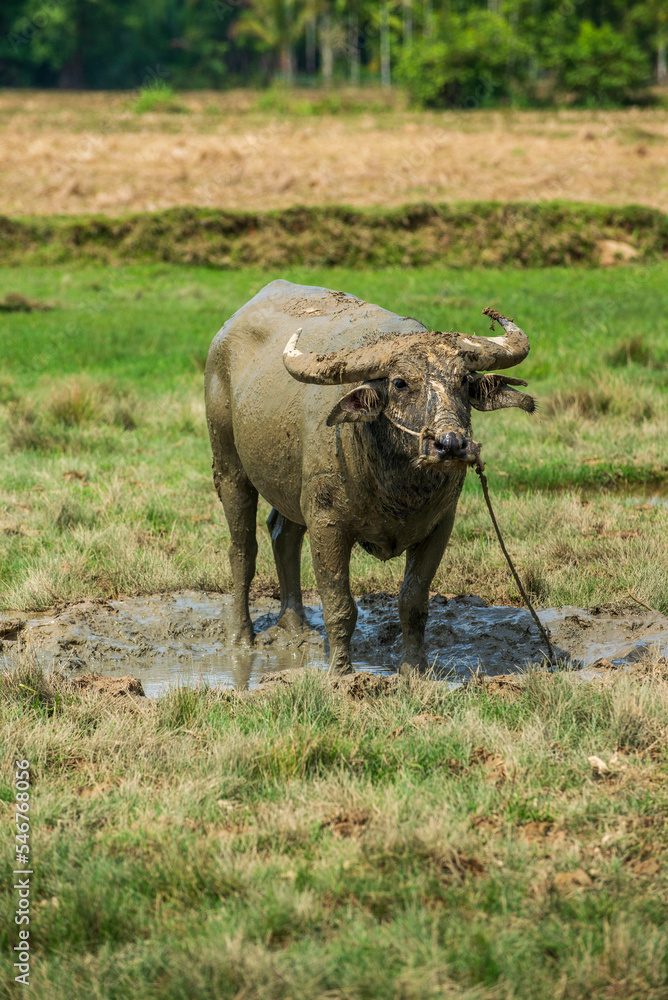 Portrait of water buffalo grazing in the field
