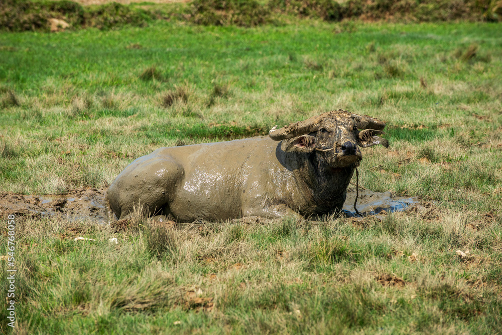 Fototapeta premium Water buffalo laying down on green pastures 