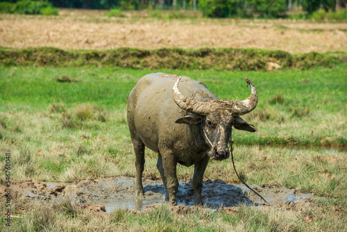 Landscape portrait of water buffalo standing in the field