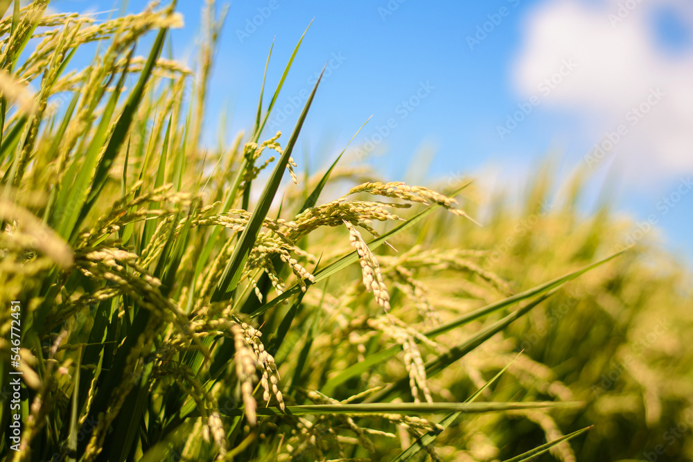 Naklejka premium 青空と稲穂