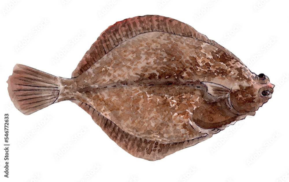 メイタガレイ 手描き水彩画