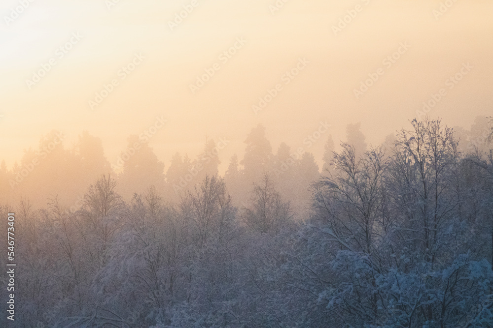 Boreal Forests In the Winter Create an Almost Mythical Atmosphere Boreal Forests In the Winter Create an Almost Mythical Atmosphere