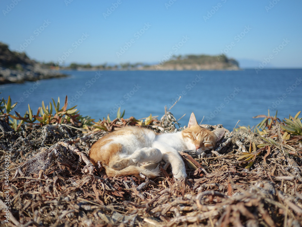 Adorable cat sleep in front of sea background Adorable cat sleep in front of sea background