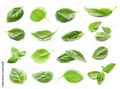 Set of green basil leaves isolated on white