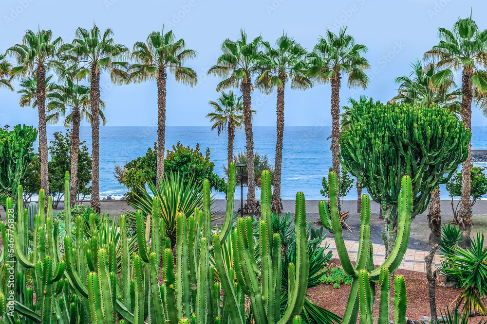 Euphorbia candelabrum and palm trees on the coast of Atlantic Ocean - view from the Jardines de Playa Chica park in Puerto de la Cruz, Spain. Exotic tropical plants in a garden in the Canary Islands Euphorbia candelabrum and palm trees on the coast of Atlantic Ocean - view from the Jardines de Playa Chica park in Puerto de la Cruz, Spain. Exotic tropical plants in a garden in the Canary Islands