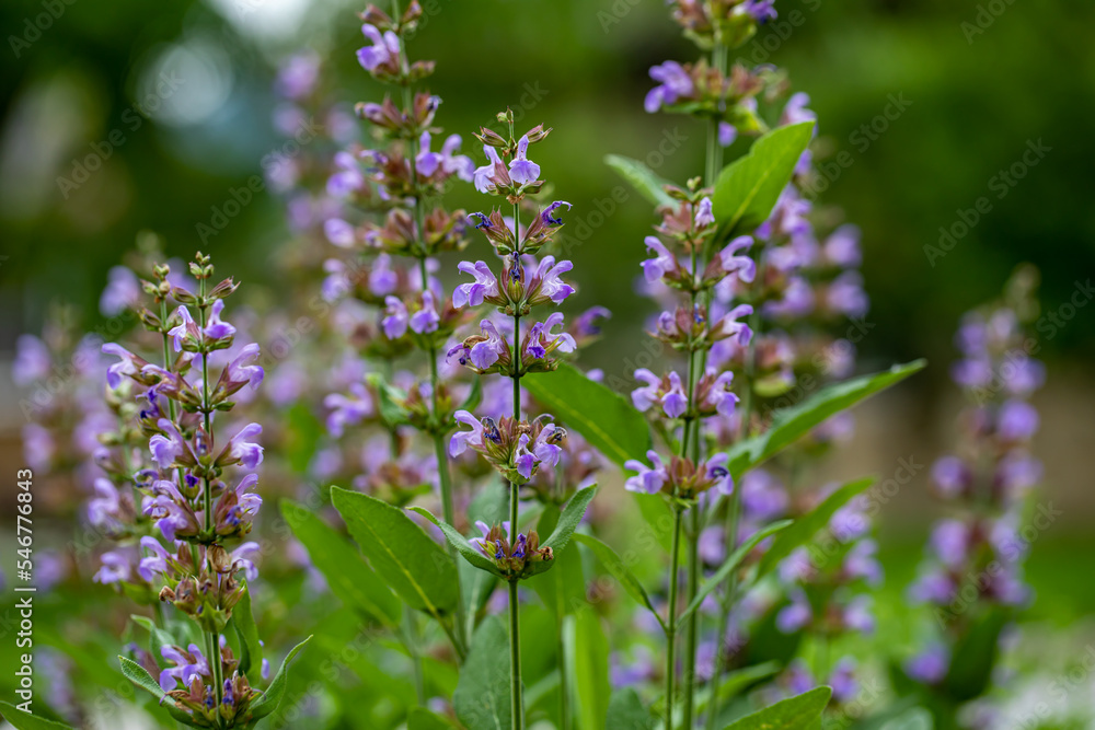 Salvia officinalis flower growing in meadow, close up