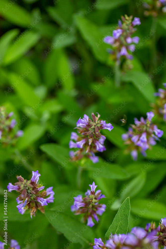 Salvia officinalis flower growing in meadow, close up Salvia officinalis flower growing in meadow, close up