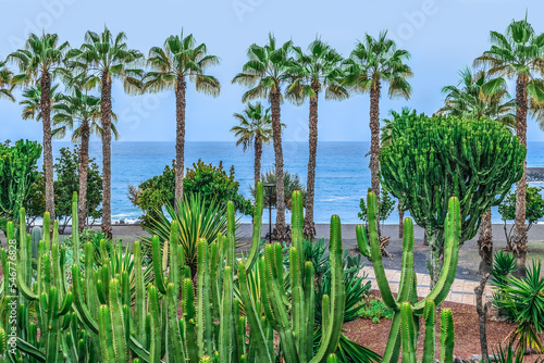 Euphorbia candelabrum and palm trees on the coast of Atlantic Ocean - view from the Jardines de Playa Chica park in Puerto de la Cruz, Spain. Exotic tropical plants in a garden in the Canary Islands