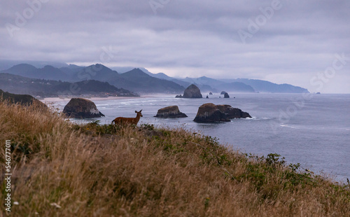 Oregon Coast Nature landscape with deer wildlife at Cannon Beach  
