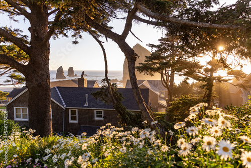 Cannon Beach coast Daisy wildflower Oregon Pacific Northwest landscape