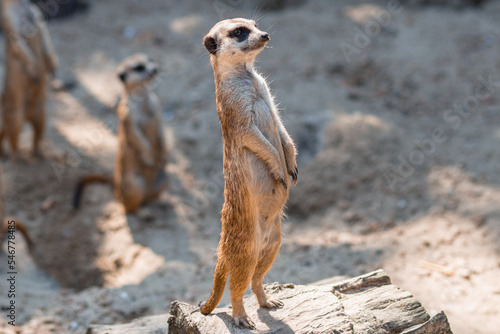 Meerkat, Suricata suricat, captive animal, diffuse background. Meerkats life. Mongoose. Suricat in Zoo. Cute animal.