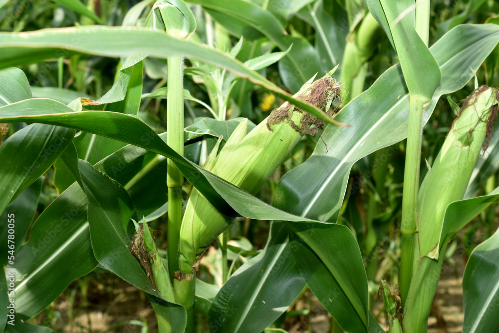 Pictured is a cornfield. Plant rows, wide leaves, ripe cobs. Pictured is a cornfield. Plant rows, wide leaves, ripe cobs.