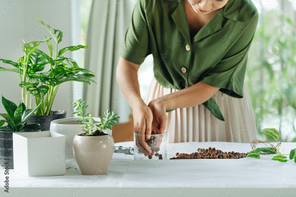Woman gardeners hand transplanting tropical flowers in glass pots Woman gardeners hand transplanting tropical flowers in glass pots
