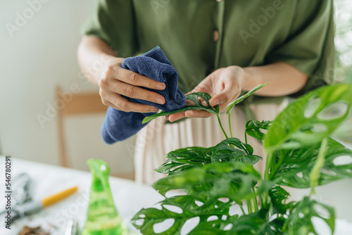 Woman gardeners cleans and cares for the leaves of a plant