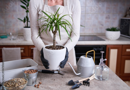 Woman replanting Dracaena house plant at home