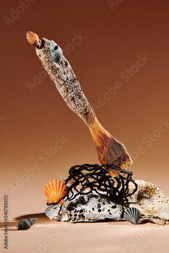 Still life with shells, driftwood, dried flowers photo