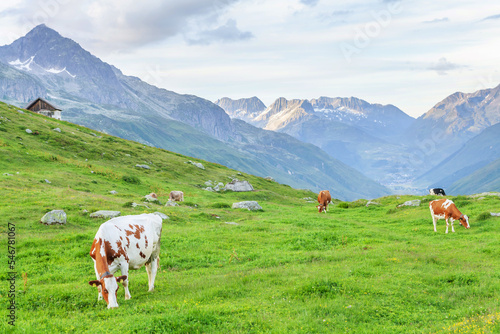 Cows in pasture on alpine meadow © karandaev