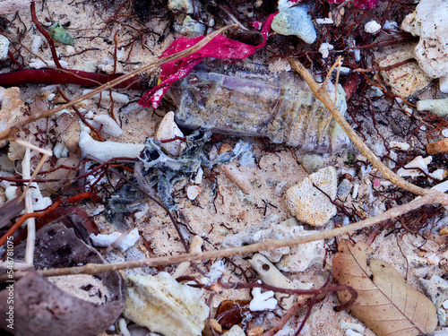 Crabs, coral on beach plastic pollution manmade rubbish: anthropocene  photo
