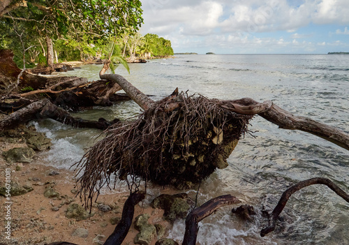 Uprooted fallen coconut palm trees - sea level rise, Pacific island photo