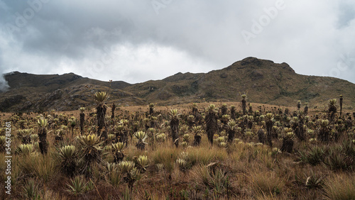 High mountain plants photo