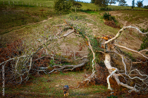 Wallpaper Mural large tree, broken, split by lightning in the middle of the field, of the countryside, dead brown, its split branches fallen forming an arch, a small refuge, as if embracing the void, at its feet, ins Torontodigital.ca