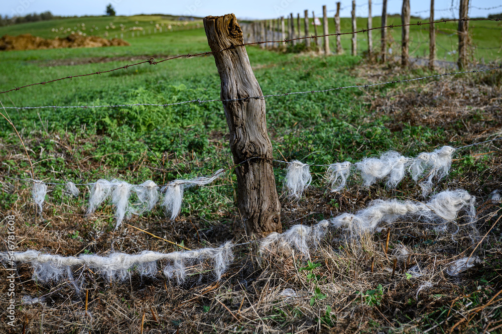 Fototapeta premium barbed wire fence, attached to a stake, wooden stick, gray central, on the wires tatters of wool locks of white wool from the sheep that have grazed inside the fence, in the background the grass and o