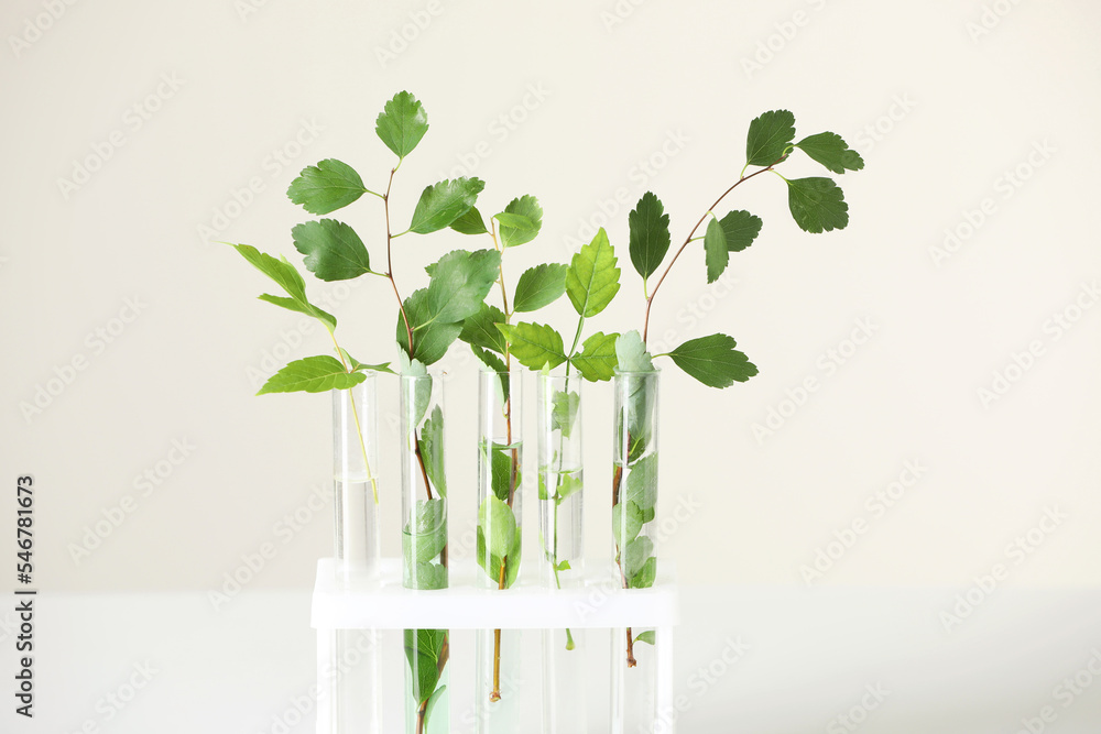 Test tubes with green plants on white table