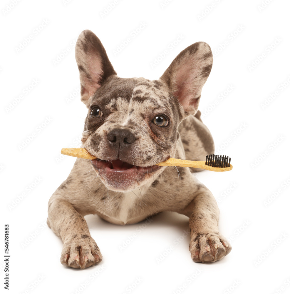 Cute French Bulldog with toothbrush on white background