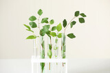 Test tubes with green plants on white table