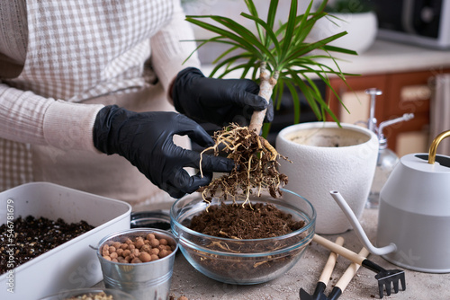 Woman replanting Dracaena house plant at home