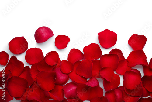 Red rose petals on white background  top view